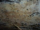 Hyphoderma setigerum image