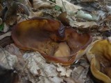 Peziza arvernensis image