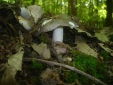 Russula cyanoxantha image