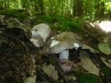 Russula cyanoxantha image