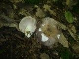 Russula cyanoxantha image