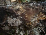 Tomentella sublilacina image
