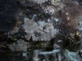 Tomentella sublilacina image