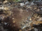 Tomentella sublilacina image