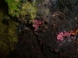 Arcyria denudata image