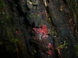 Arcyria denudata image
