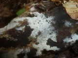 Botryobasidium subcoronatum image