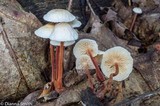 Gymnopus spongiosus image