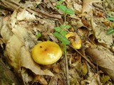 Cortinarius luteus image