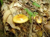 Cortinarius luteus image