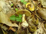 Cortinarius luteus image