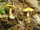 Cortinarius luteus image