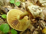 Cortinarius luteus image