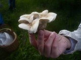 Calocybe gambosa image