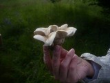 Calocybe gambosa image