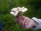 Calocybe gambosa image