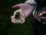 Calocybe gambosa image