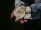 Calocybe gambosa image