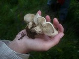Calocybe gambosa image