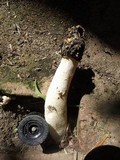Phallus hadriani image