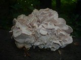 Hericium cirrhatum image