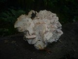 Hericium cirrhatum image