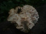 Hericium cirrhatum image
