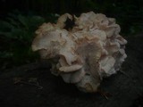 Hericium cirrhatum image
