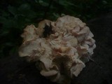 Hericium cirrhatum image