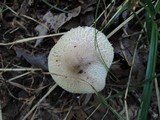 Lepiota clypeolaria image