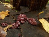 Ascocoryne sarcoides image