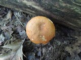Boletus subglabripes image