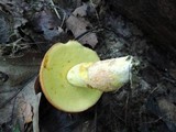 Boletus subglabripes image