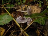 Inocybe geophylla var. lilacina image