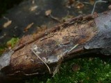 Isaria umbrina image