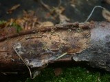 Isaria umbrina image