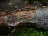 Isaria umbrina image