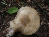 Lyophyllum paelochroum image