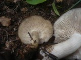 Lyophyllum paelochroum image