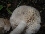 Lyophyllum paelochroum image