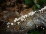 Marasmiellus ramealis image