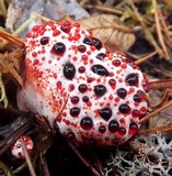 Hydnellum peckii image