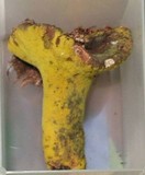 Hypomyces luteovirens image