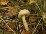 Leccinum holopus image