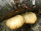 Polyporus gayanus image