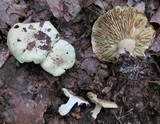 Tricholoma palustre image