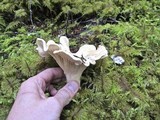 Cantharellus subalbidus image