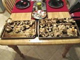 Cantharellus subalbidus image