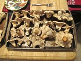 Cantharellus subalbidus image