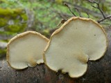 Polyporus gayanus image